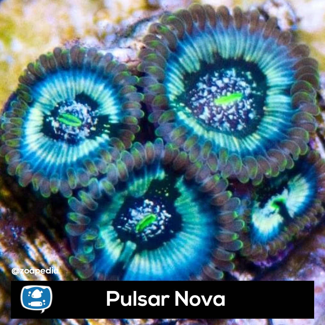Pulsar Nova