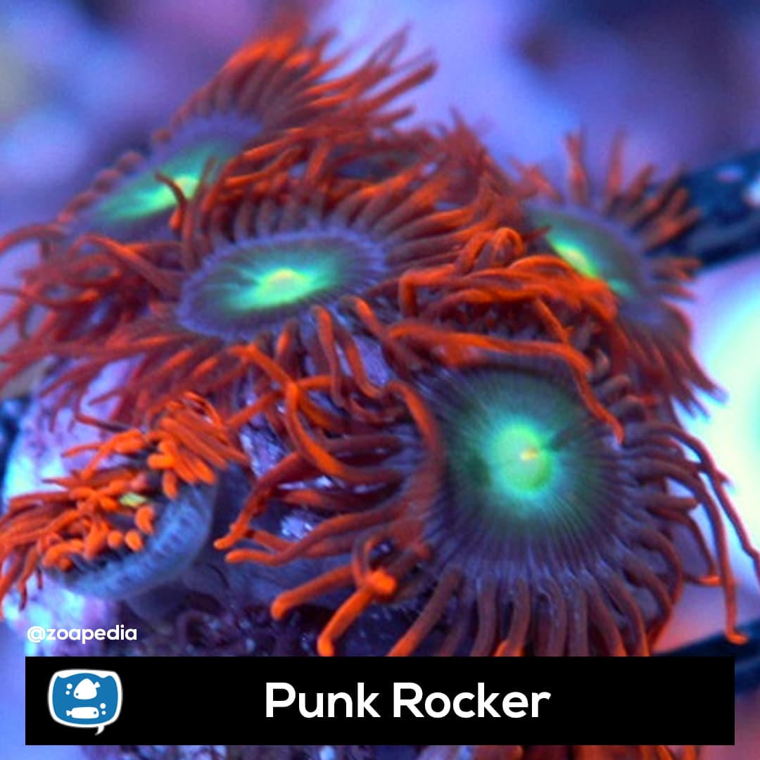 Punk Rocker