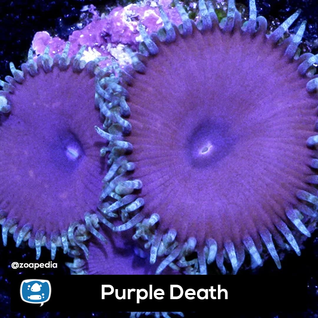 Purple Death