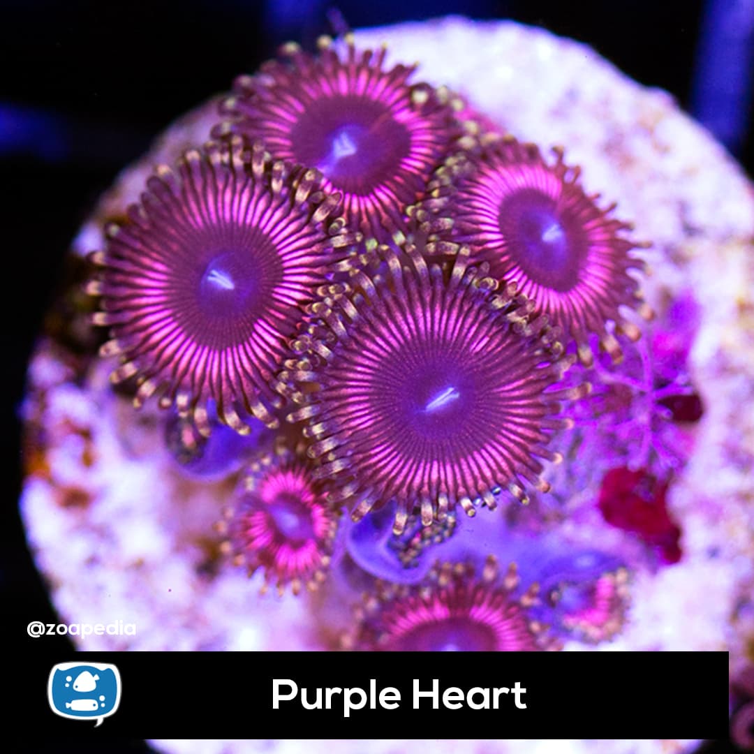 Purple Heart
