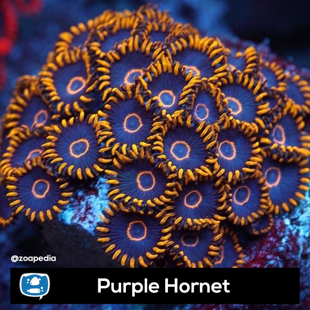 Purple Hornet