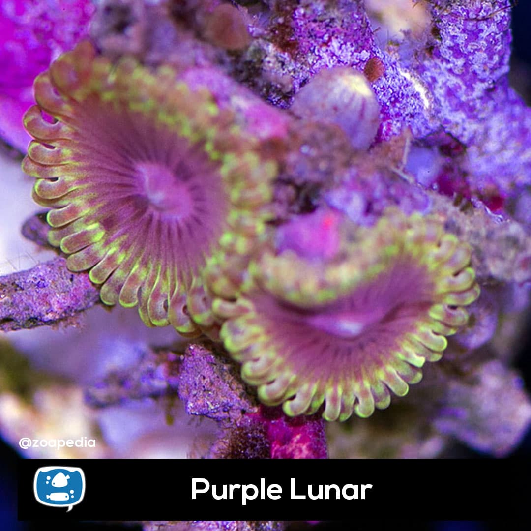 Purple Lunar
