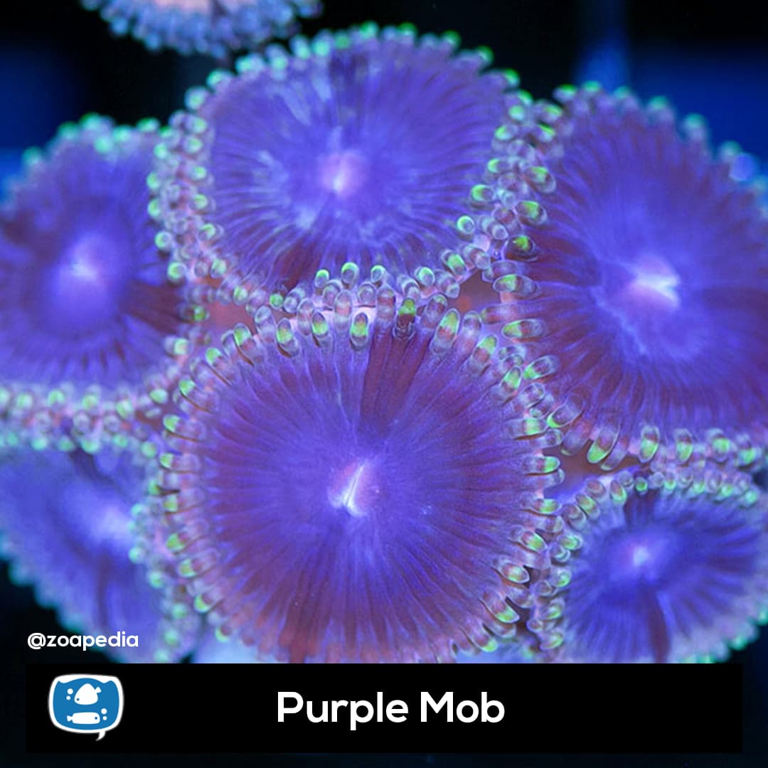 Purple Mob