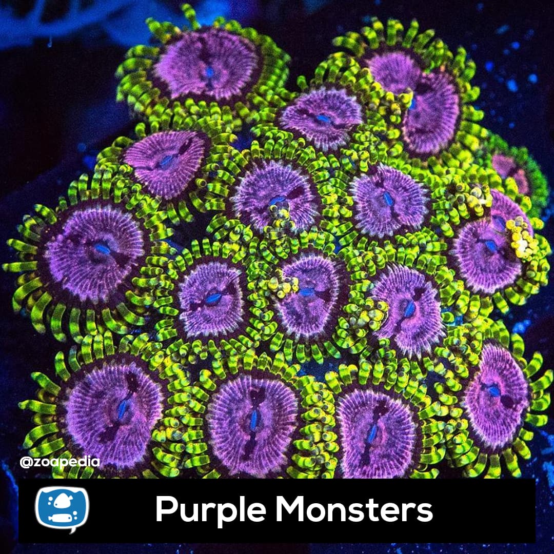 Purple Monster