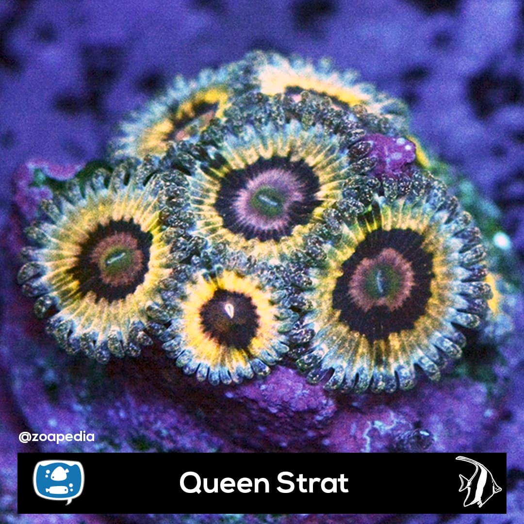 Queen Strat