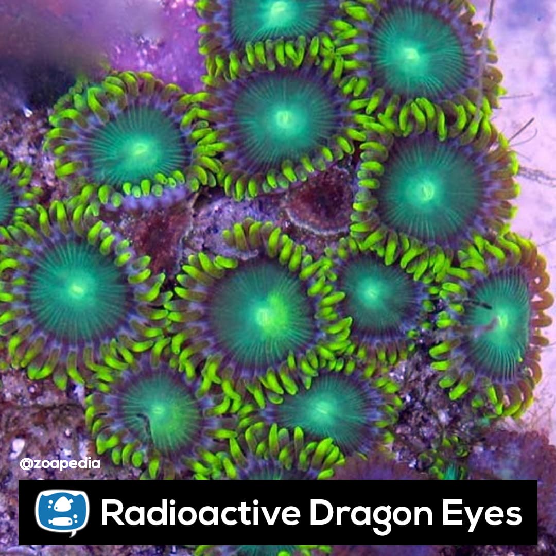 Radioactive Dragon Eyes