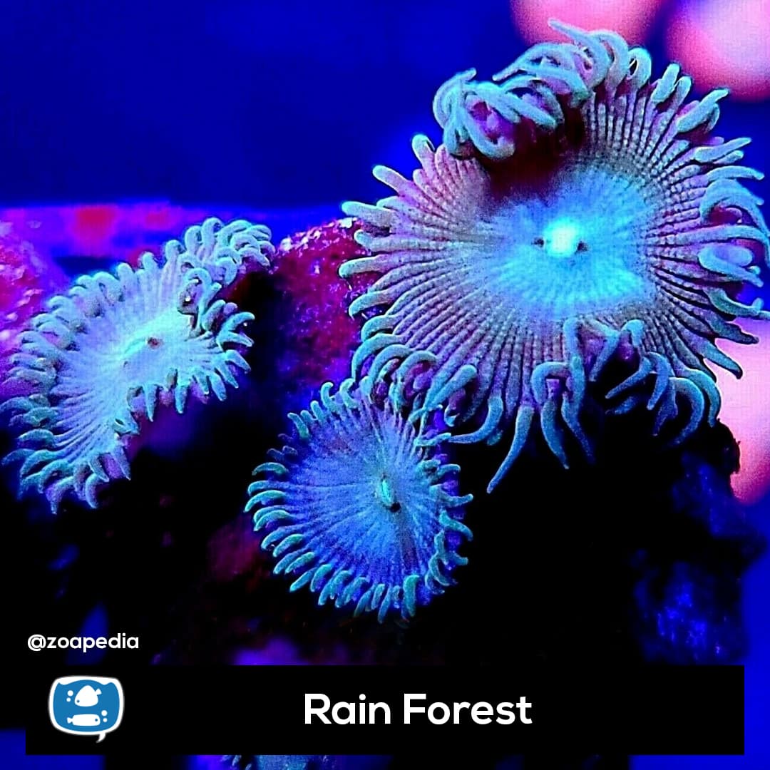 Rain Forest
