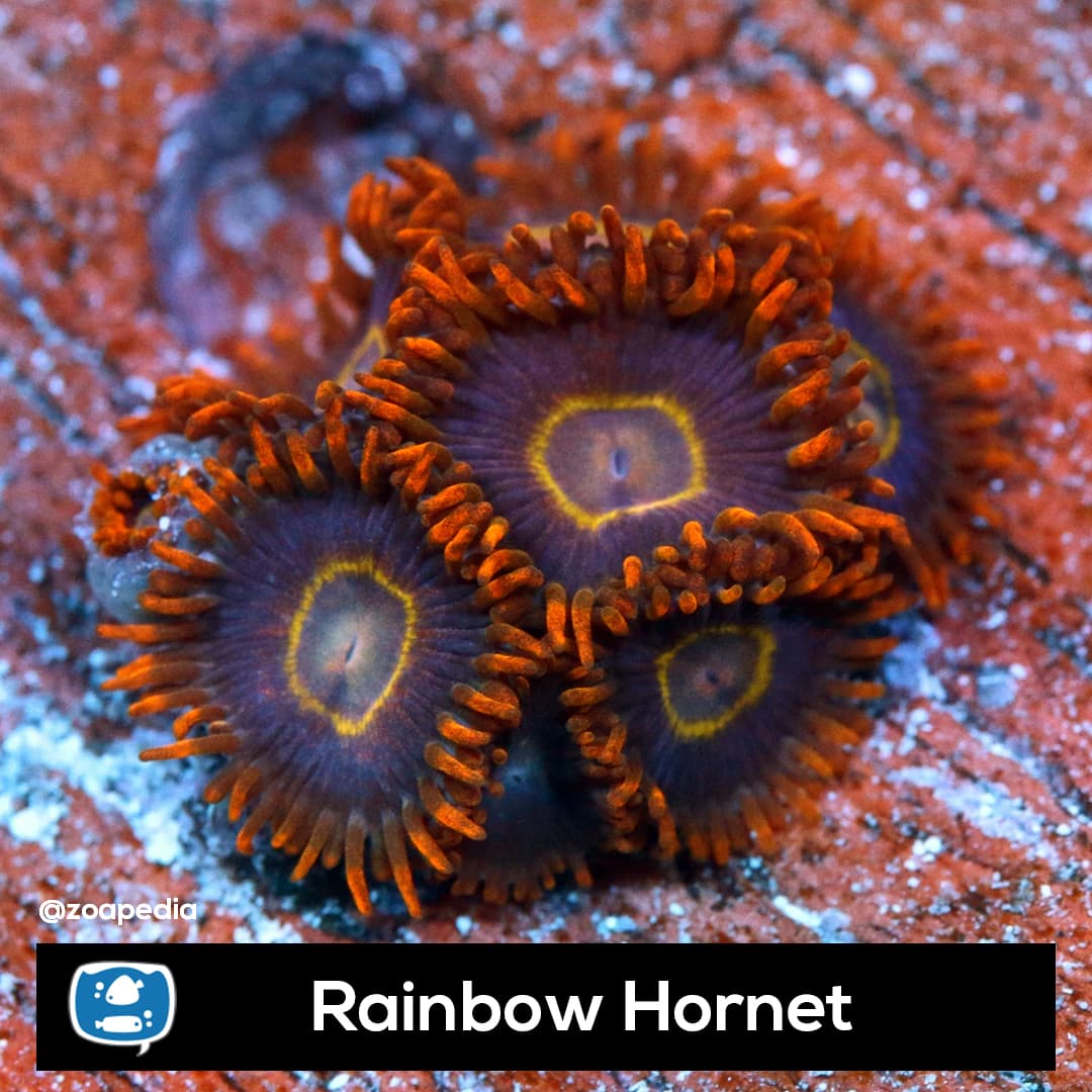 Rainbow Hornet