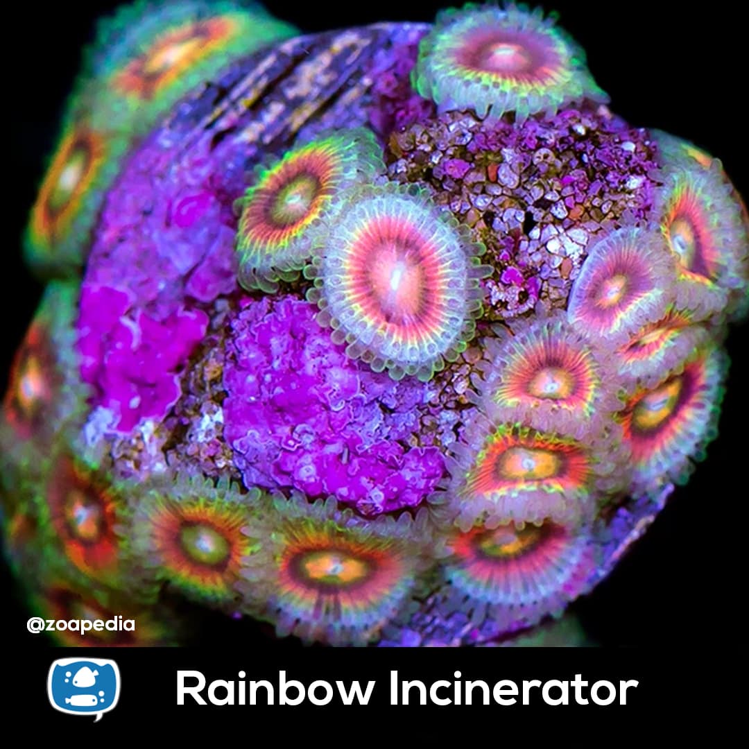 Rainbow Incinerator