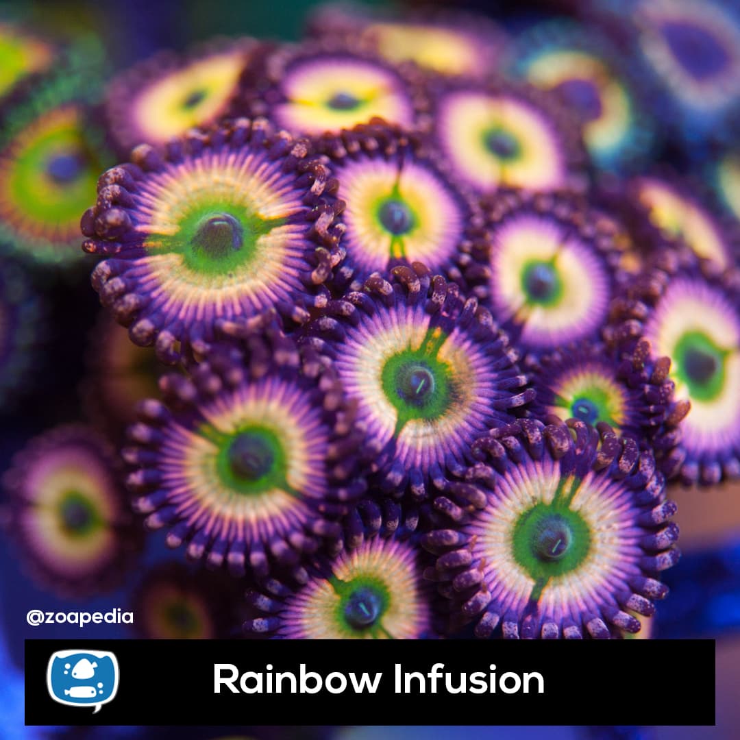 Rainbow Infusion