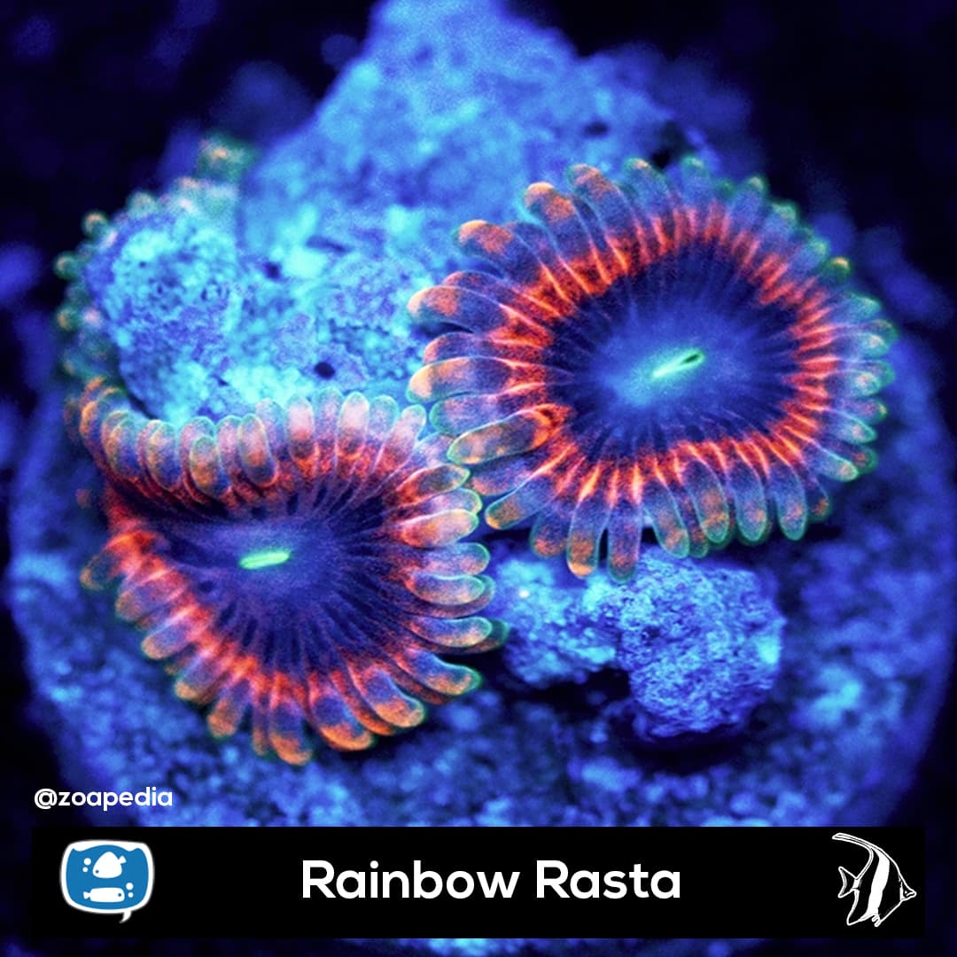 Rainbow Rasta