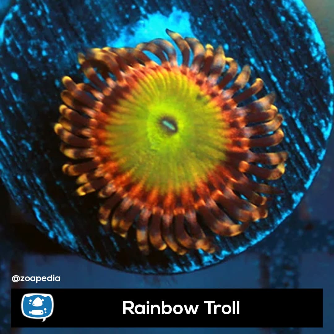 Rainbow Troll