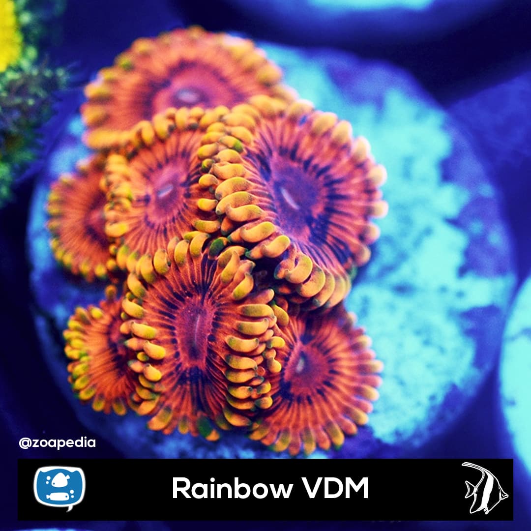 Rainbow VDM