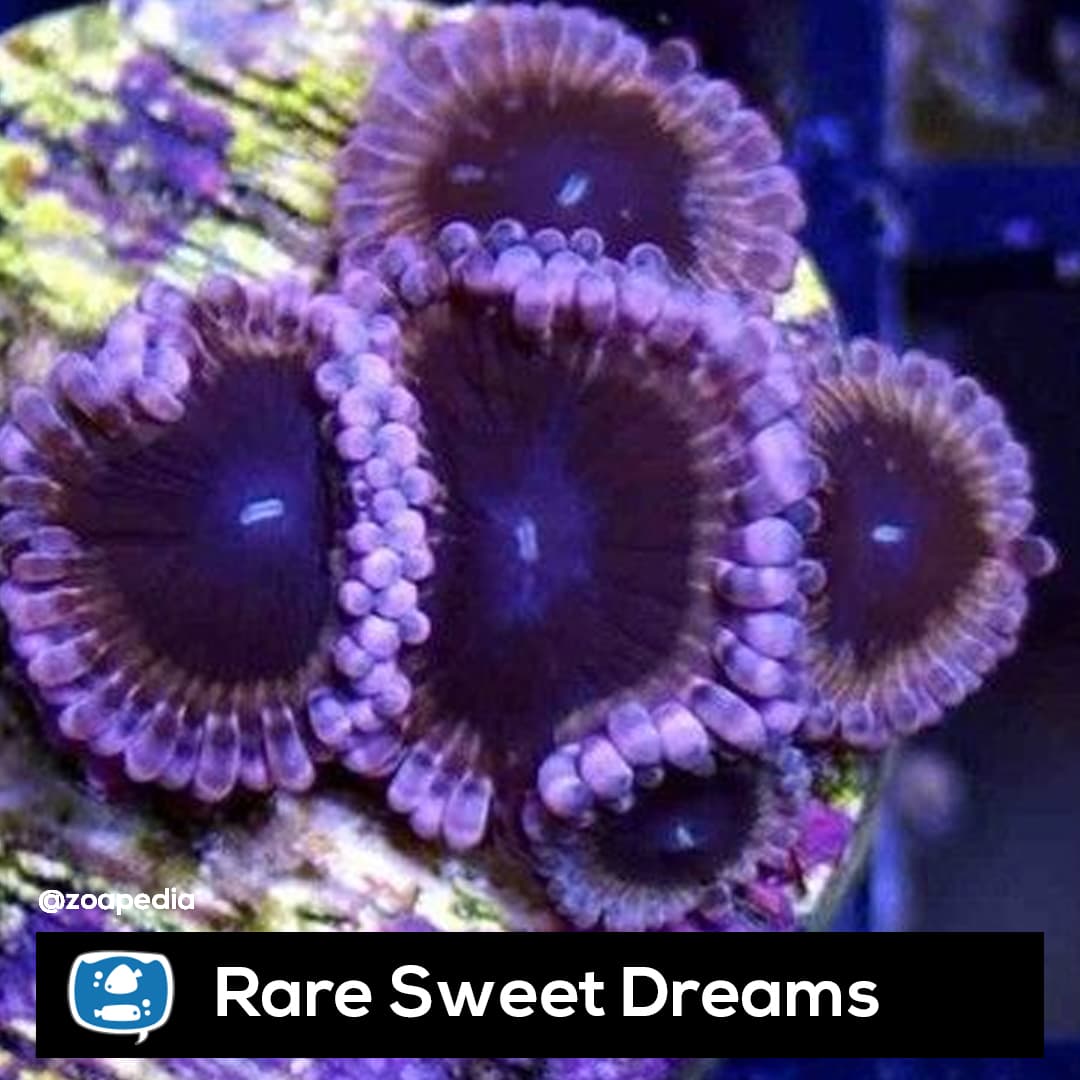 Sweet Dreams