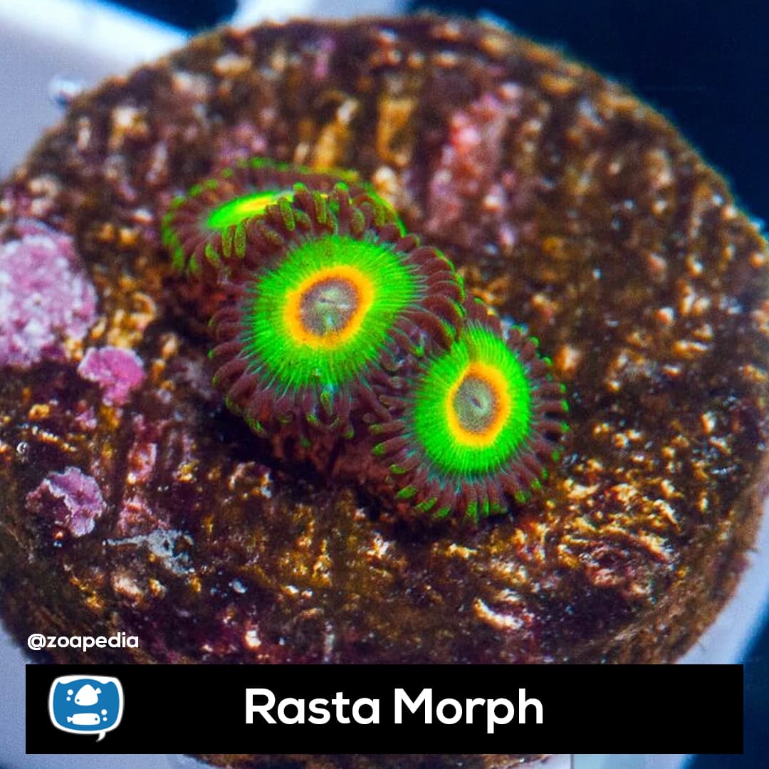 Rasta Morph