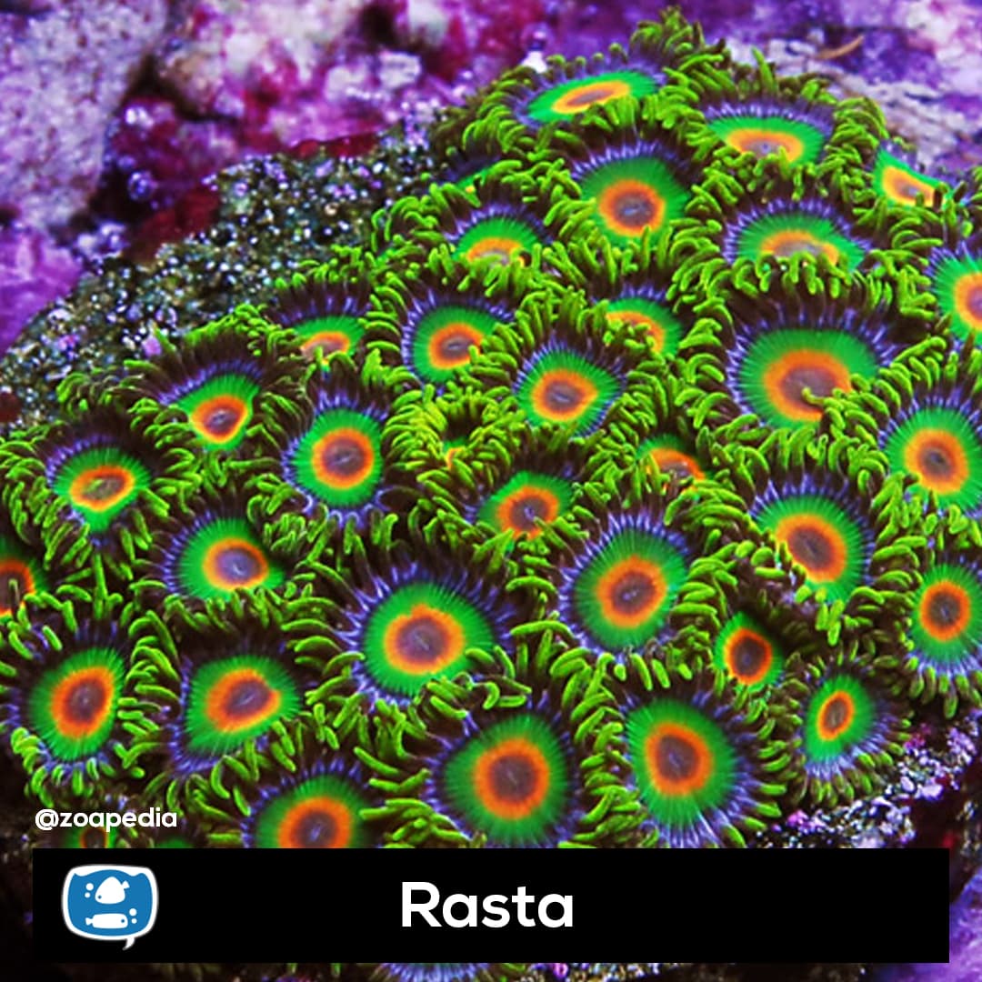 Rasta