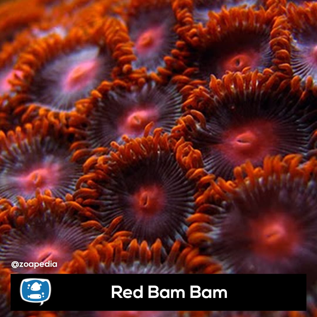 Red Bam Bam