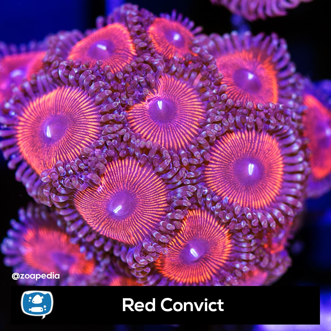Red Convict