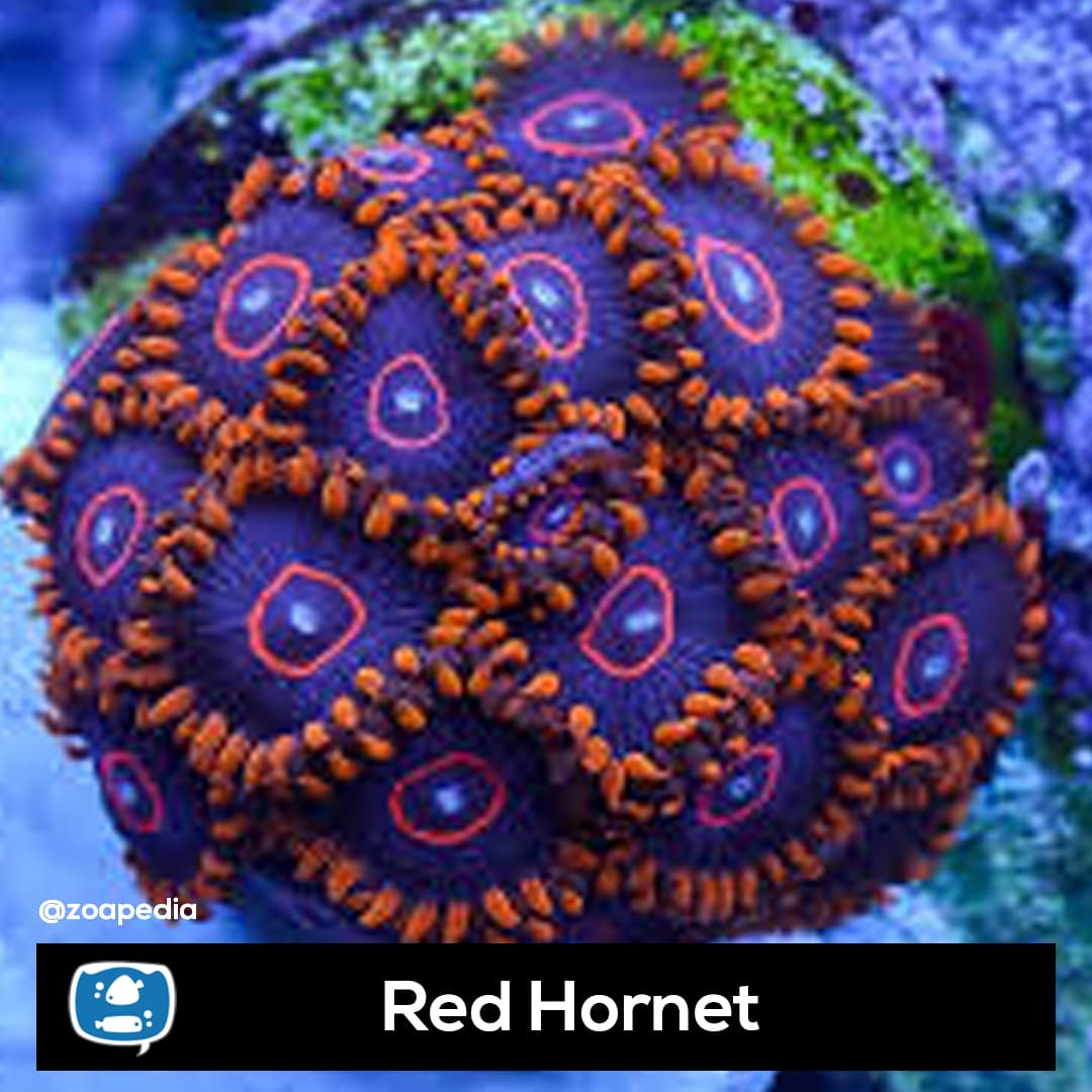 Red Hornet