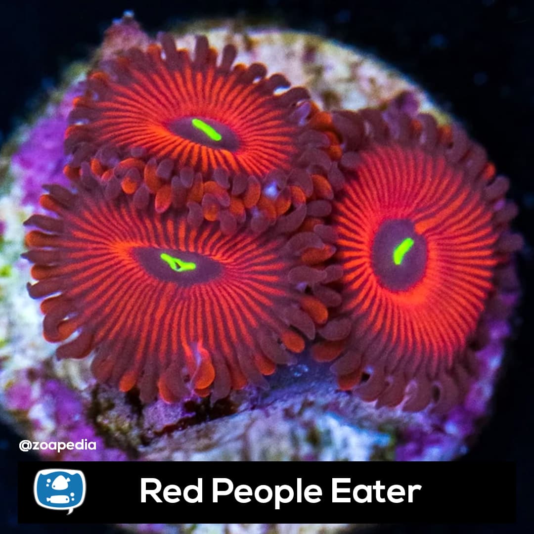 Red People Eater