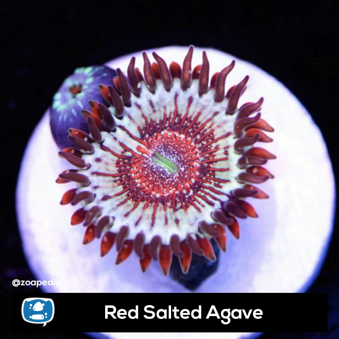 Red Salted Agave
