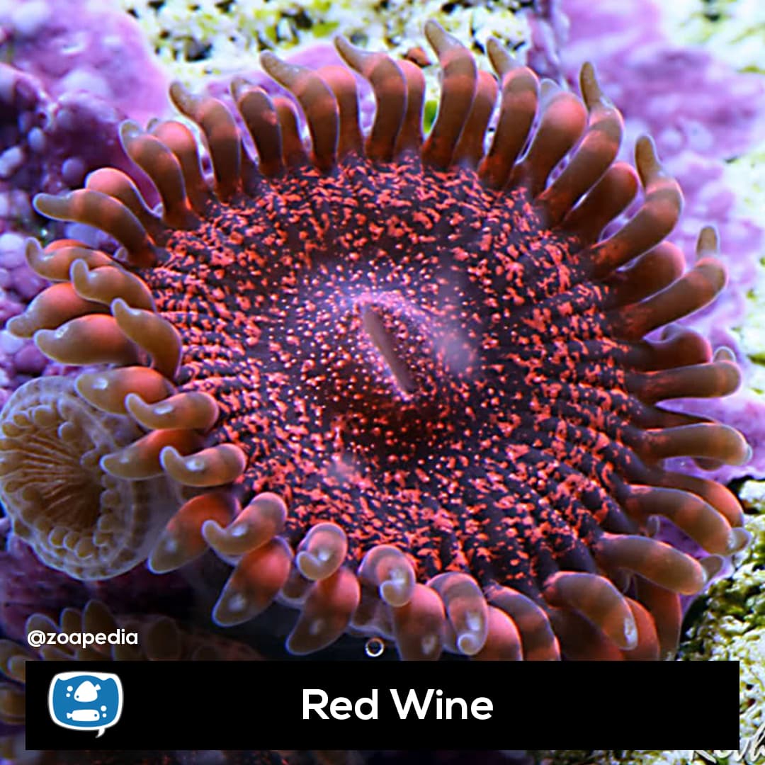 Red Wine