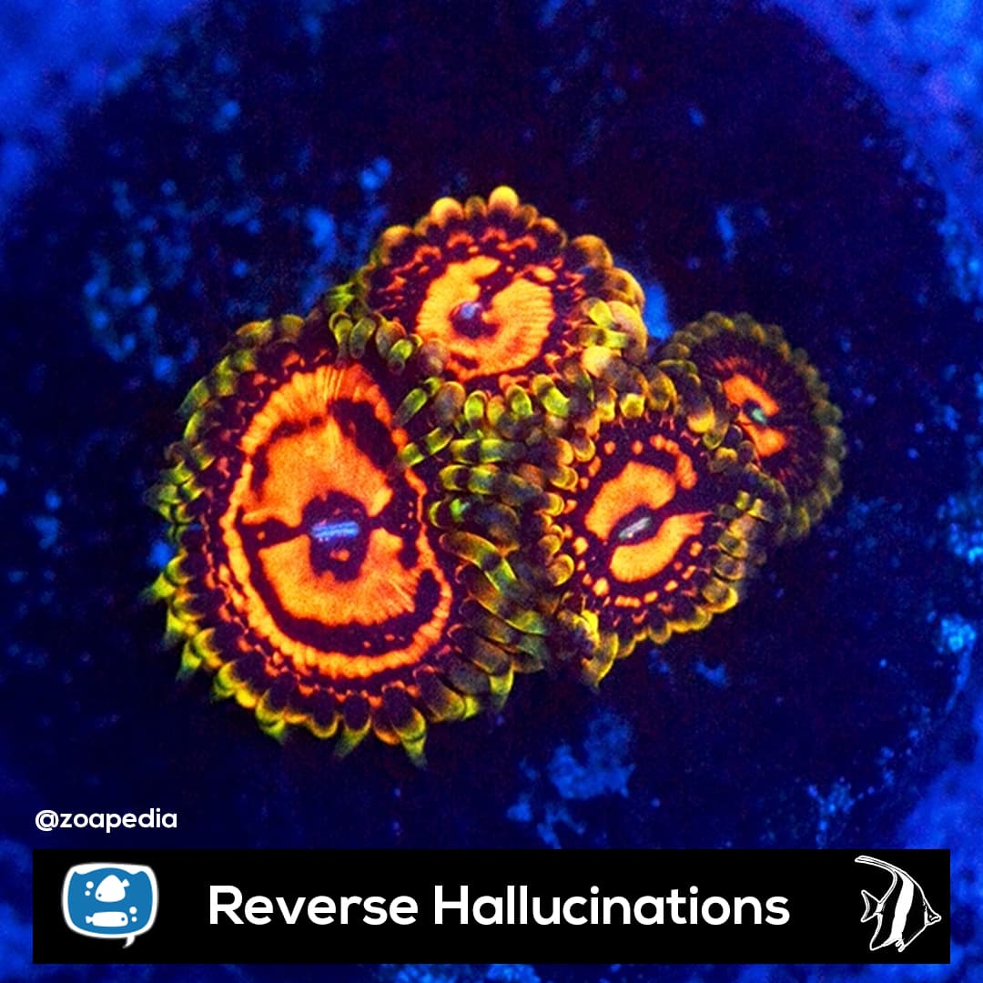 Reverse Hallucinations