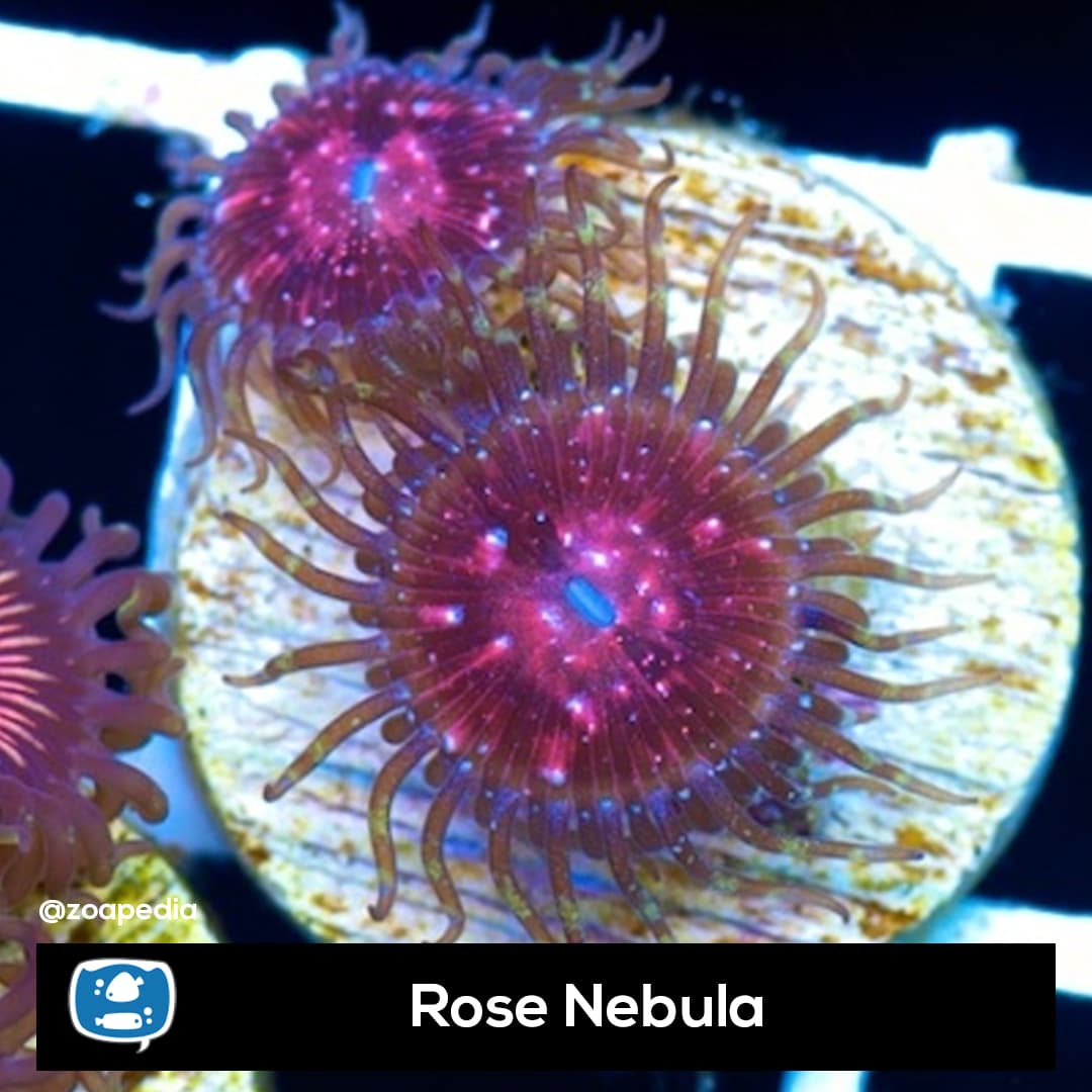 Rose Nebula