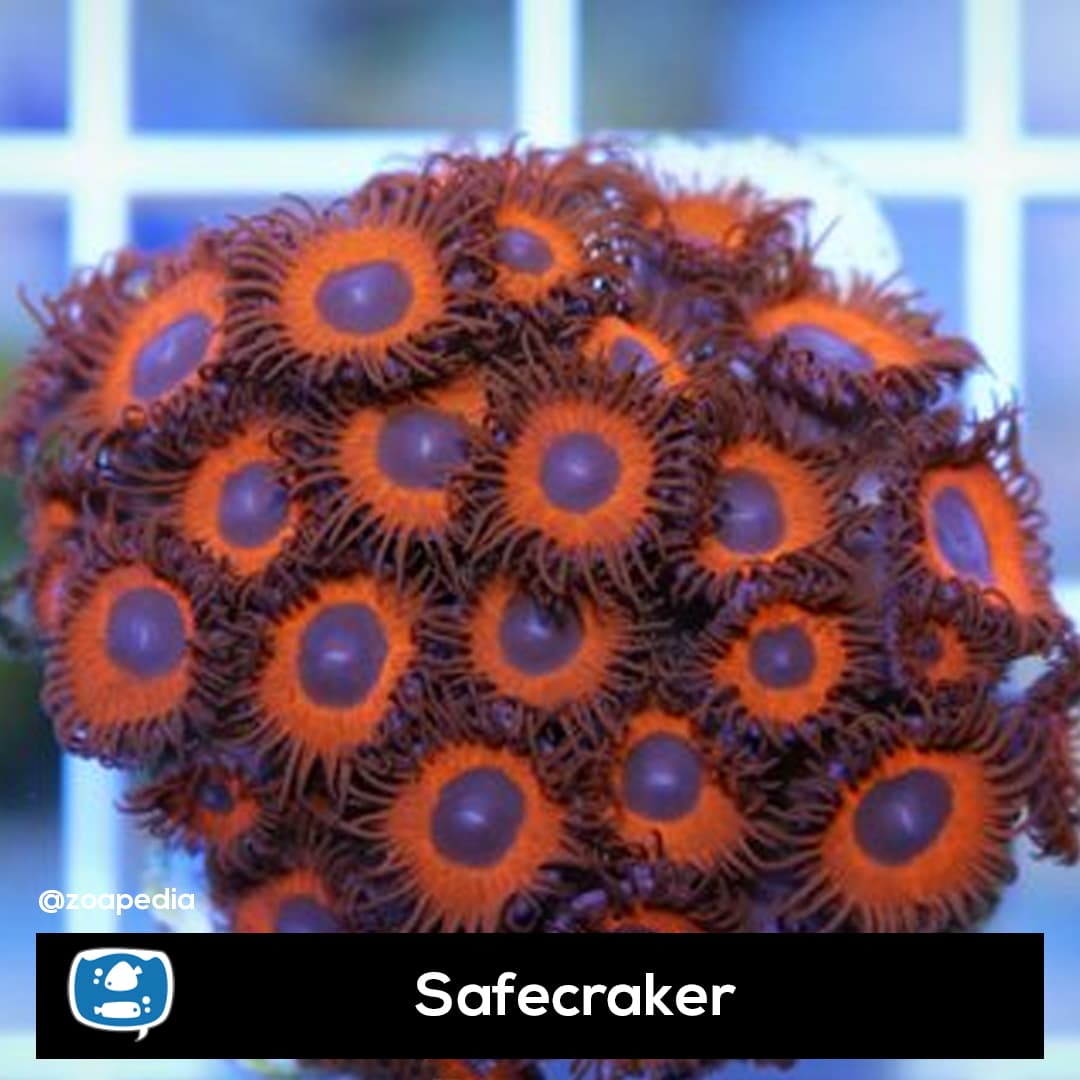 Safecracker