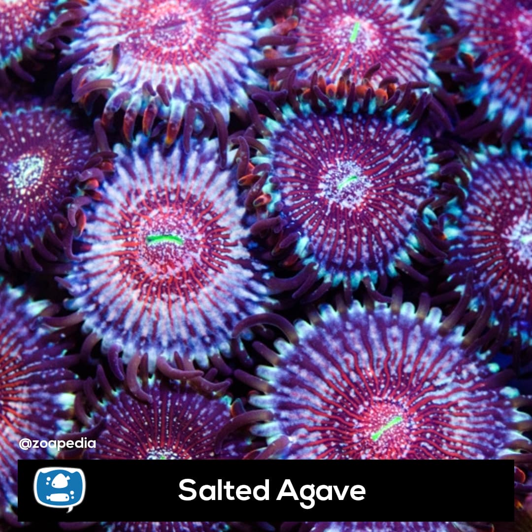 Salted Agave