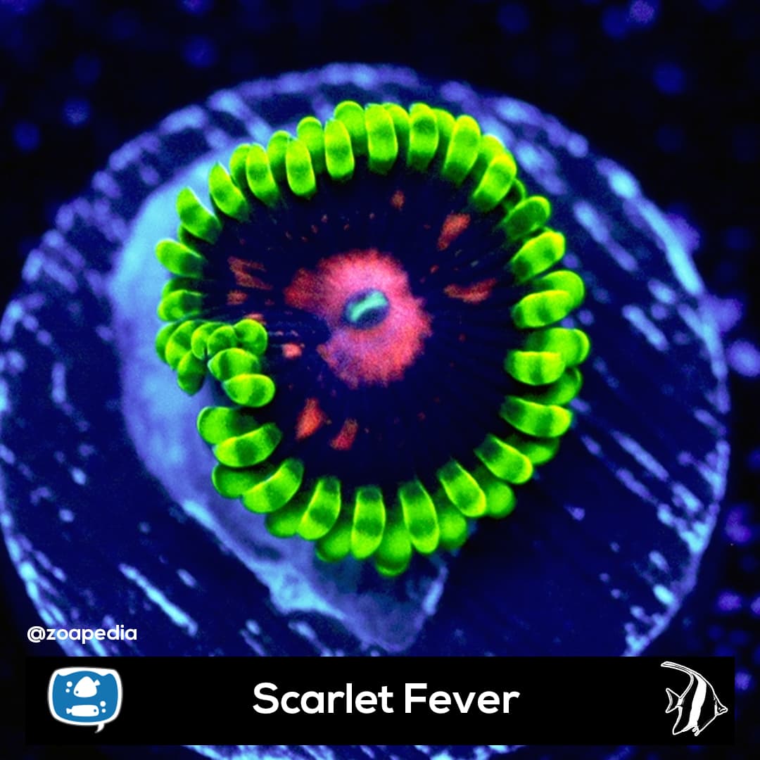 Scarlet Fever