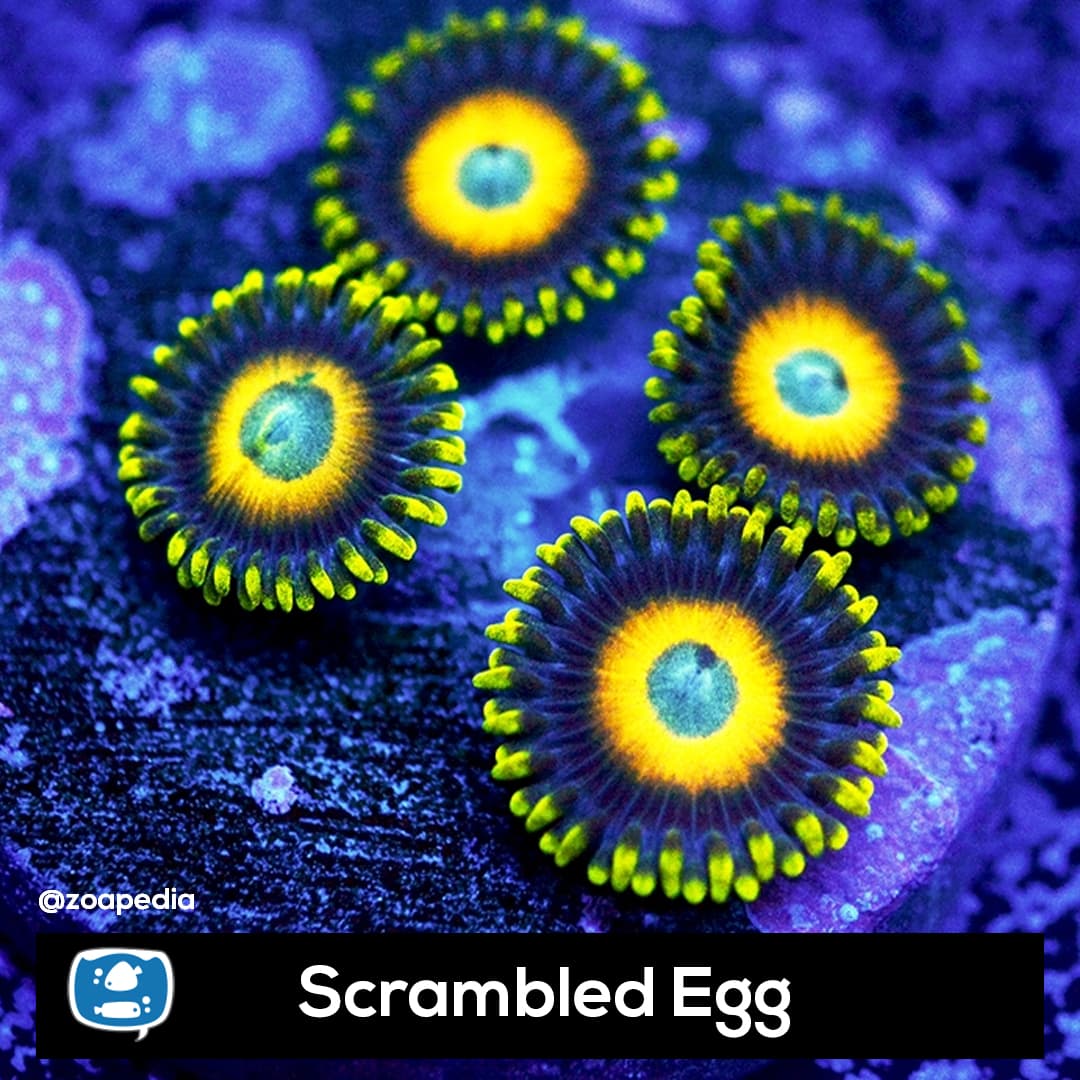 Scrambled Egg