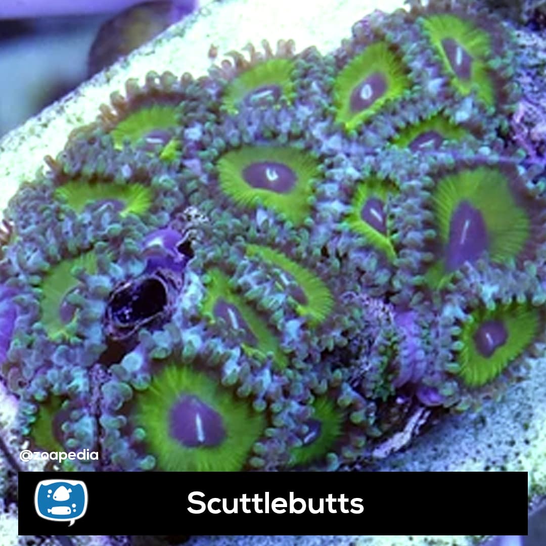Scuttlebutts