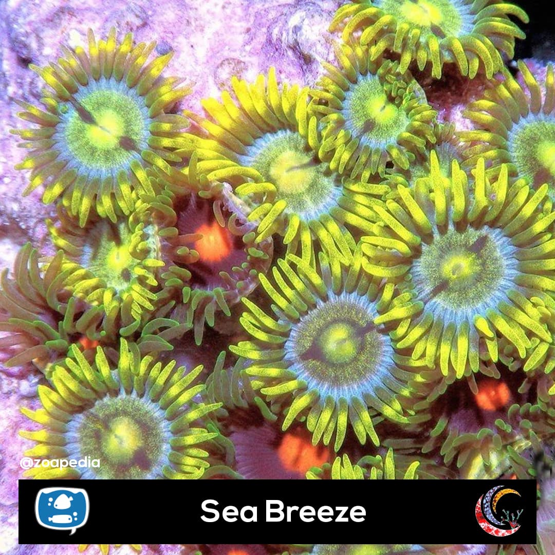 Sea Breeze