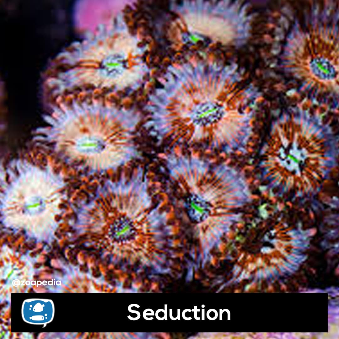 Seduction