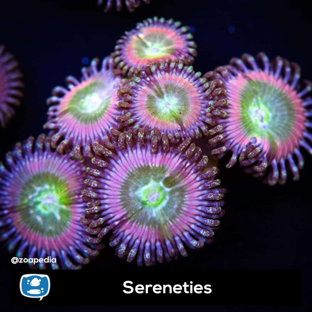 Sereneties