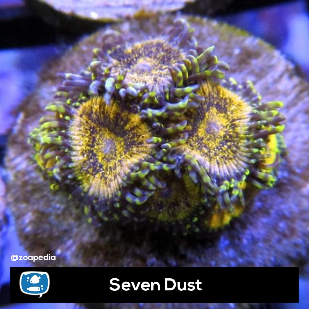 Seven Dust