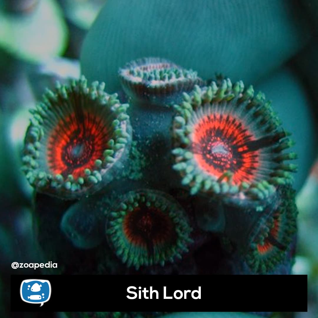 Sith Lord