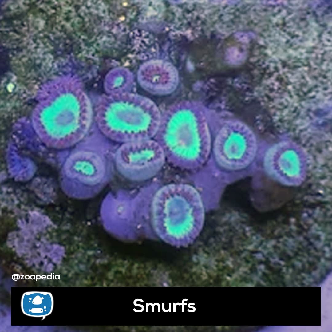 Smurfs