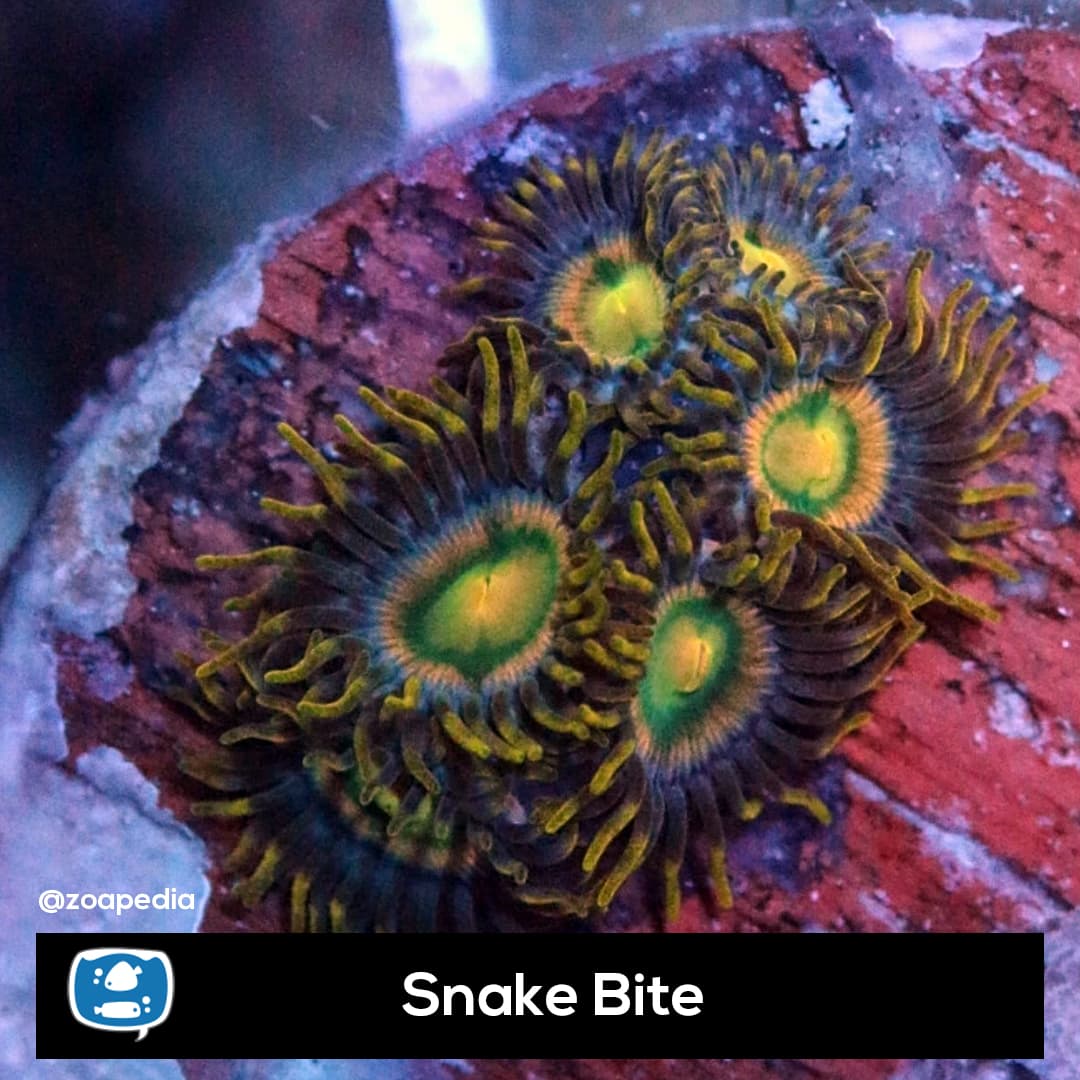 Snake Bite