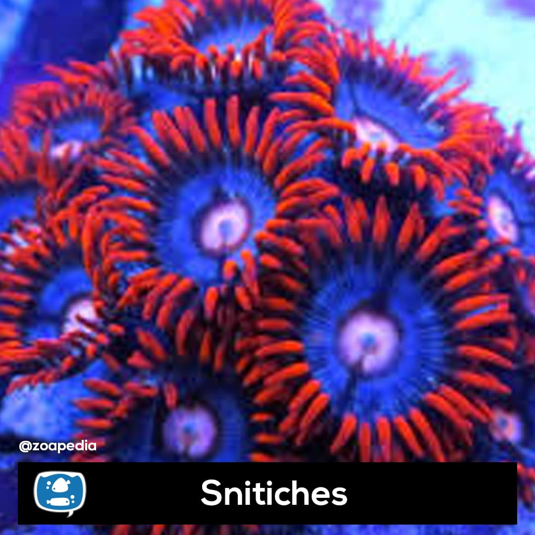 Snitiches