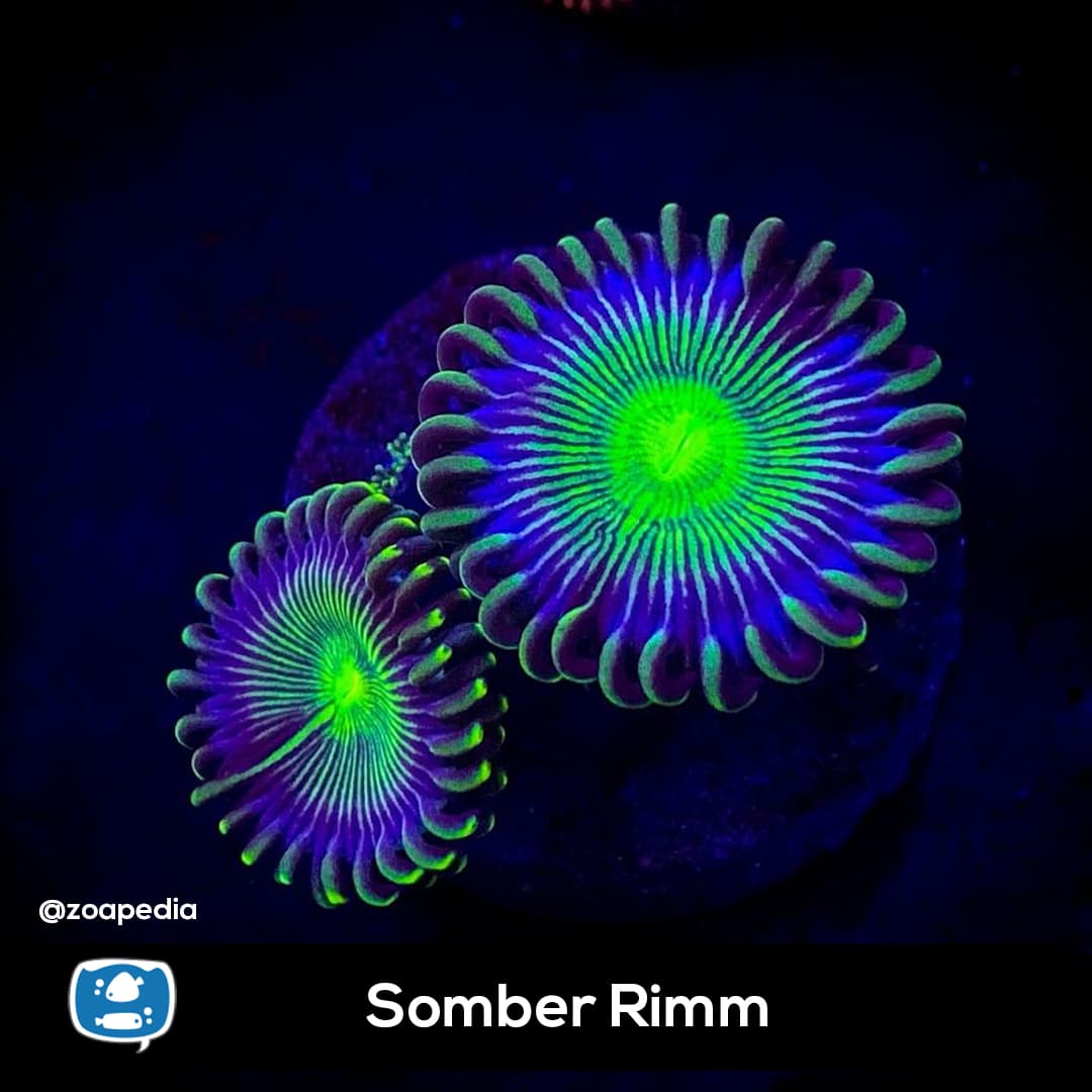 Somber Rimm