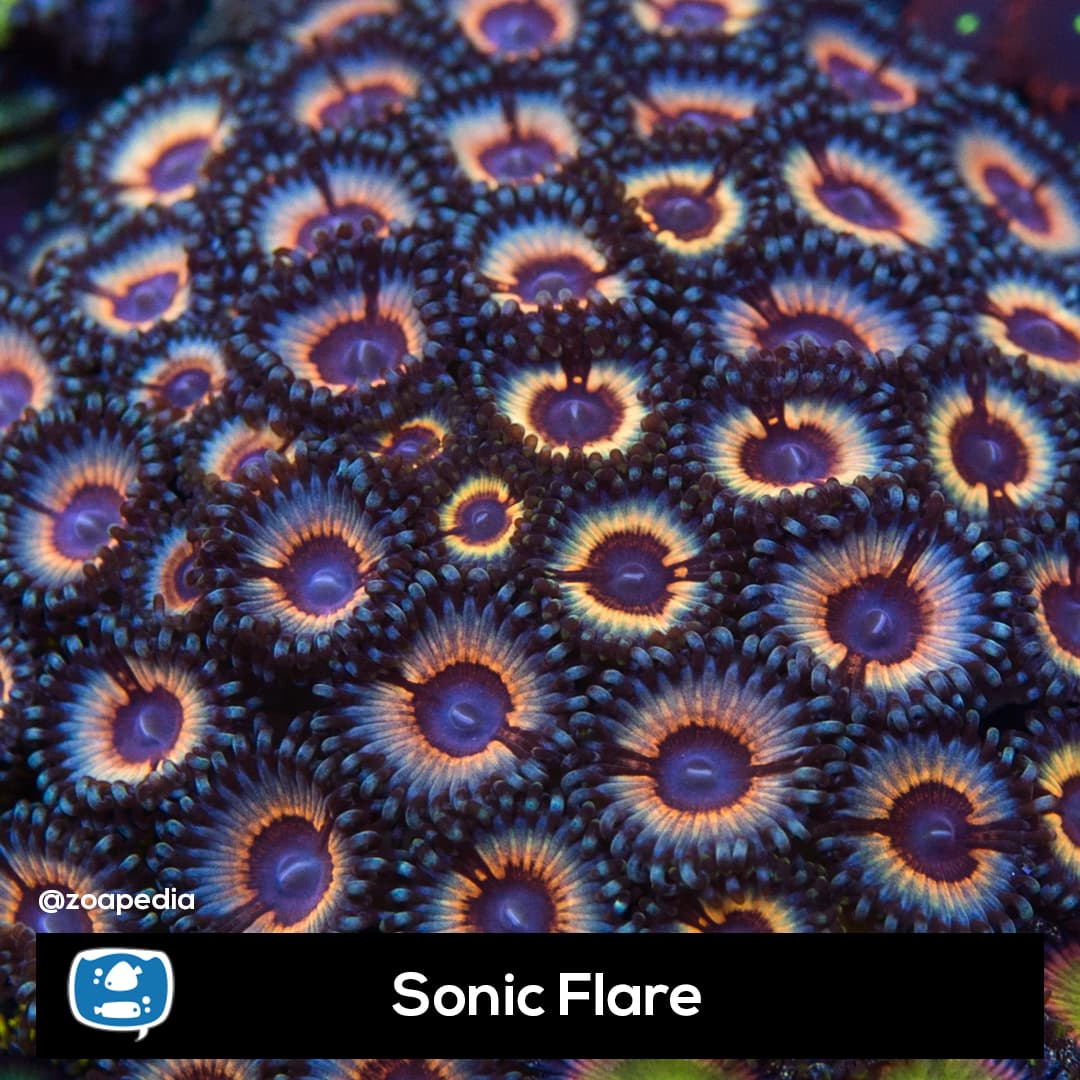 Sonic Flare