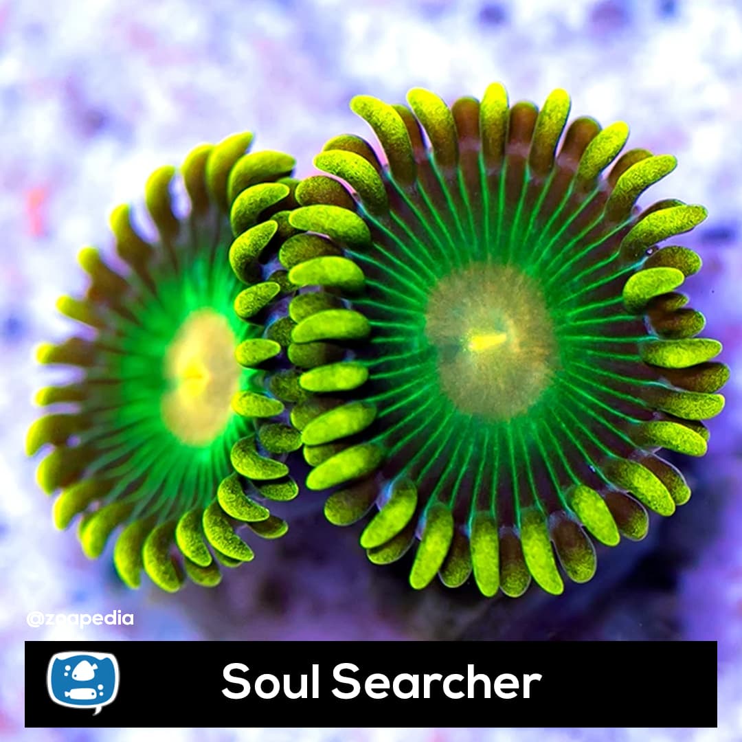 Soul Searcher