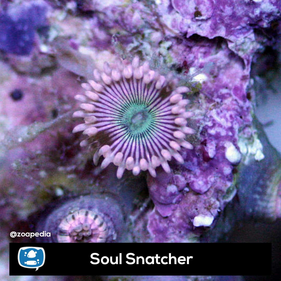 Soul Snatcher