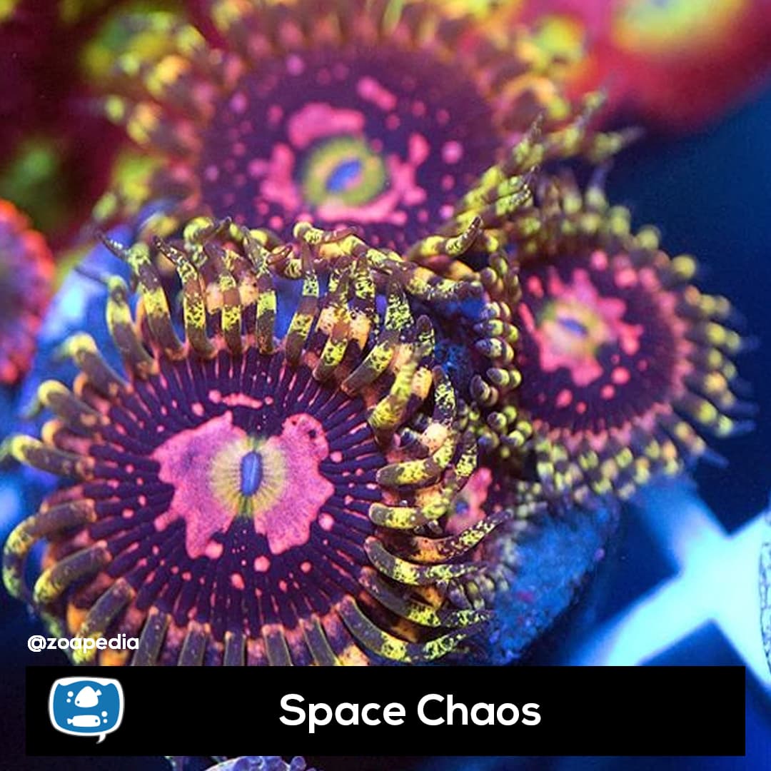 Space Chaos