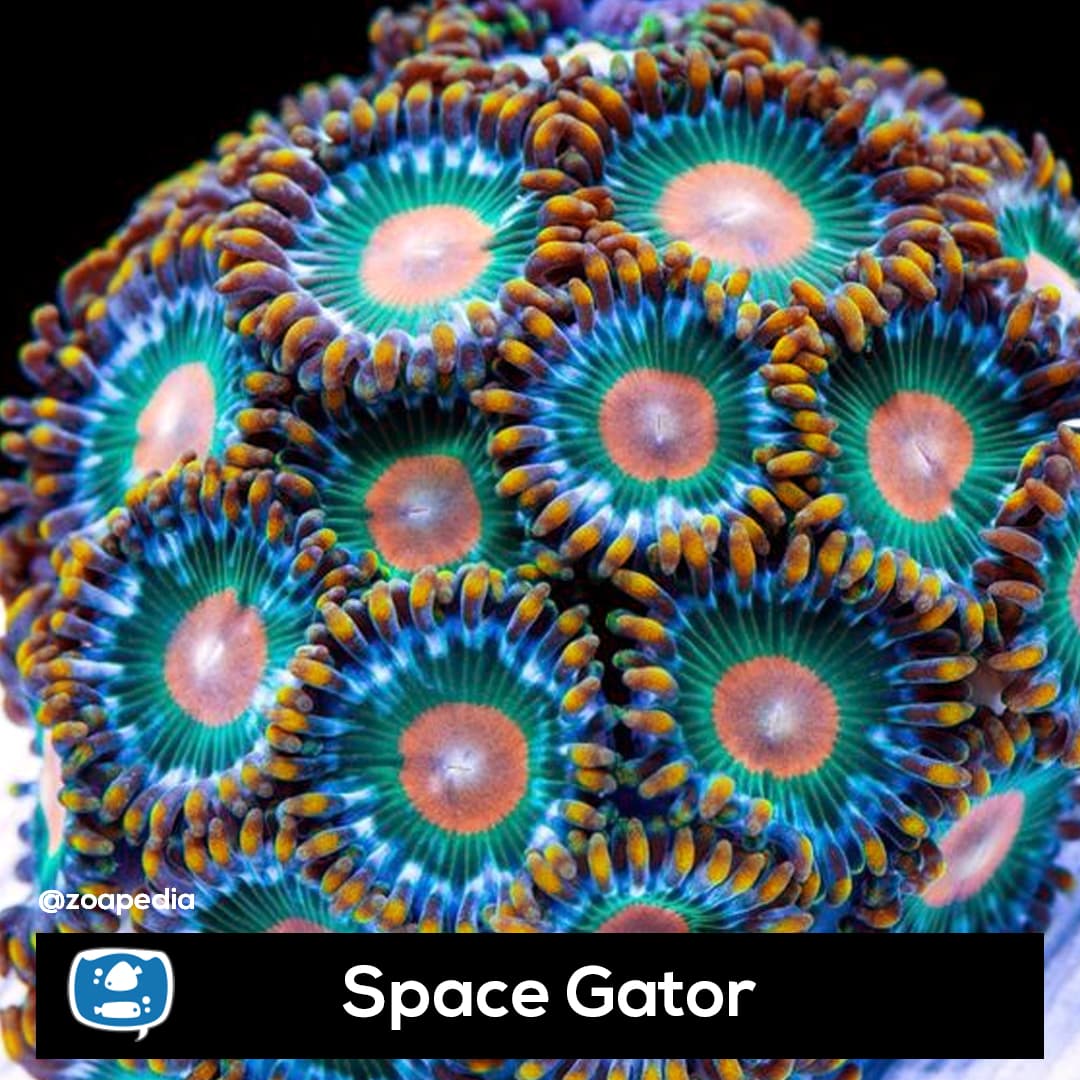 Space Gator