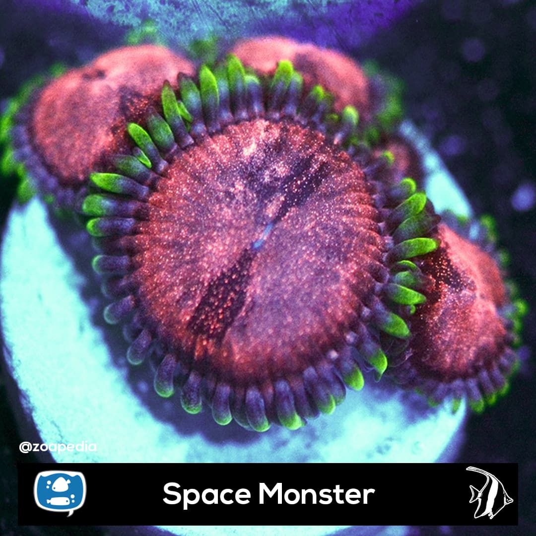 Space Monster