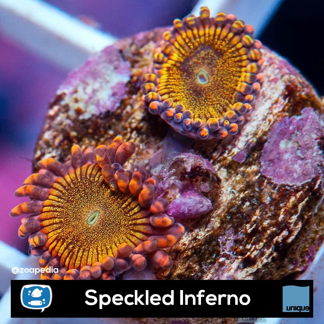 Speckled Inferno
