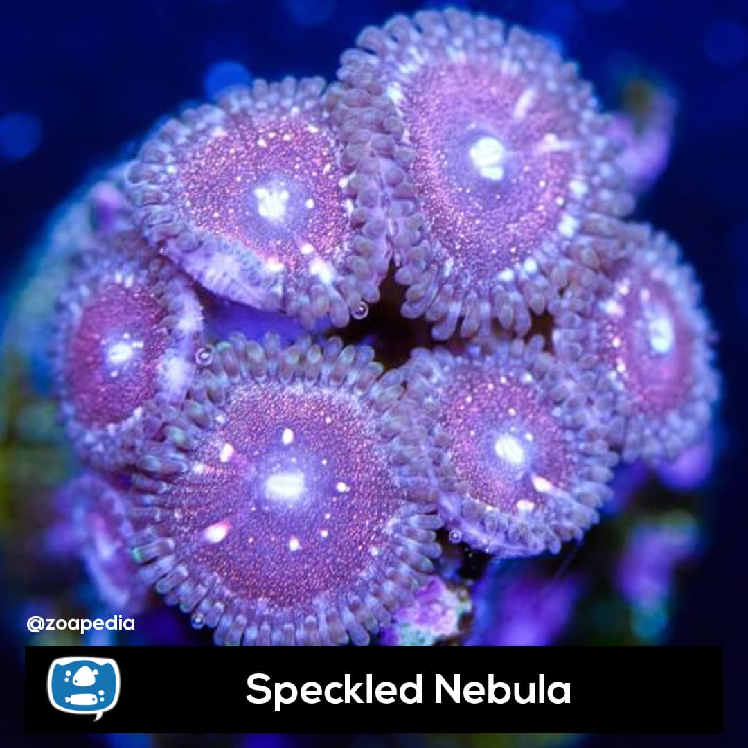 Speckled Nebula